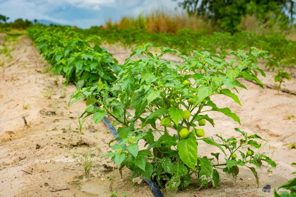 Agricultura familiar: Região Truaru abre segundo polo de plantação de pimenta pelo projeto Tay Tay