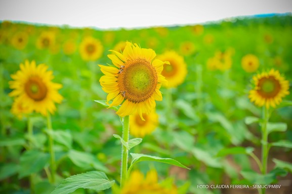 Girassóis do Lavrado: Agrobv 2022 vai apresentar três variedades da flor em 4 hectares