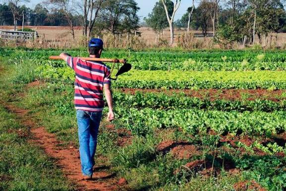 Alimenta Brasil: Programa amplia recursos para os pequenos produtores em Roraima