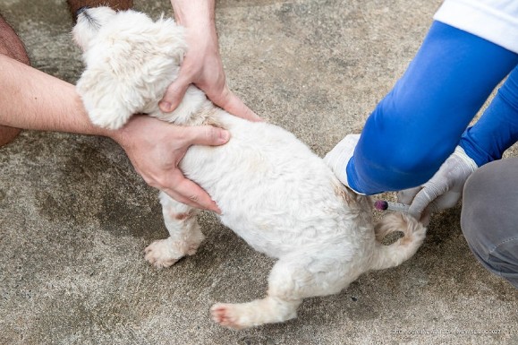 Prefeitura intensifica vacinação de cães e gatos em pontos fixos neste sábado