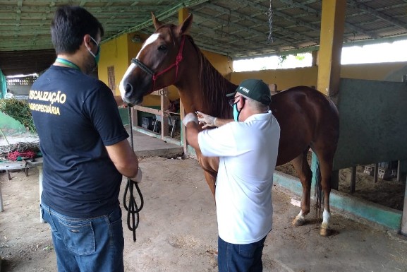 Movimentação de equídeos: Exames de Mormo não serão mais obrigatórios em Roraima