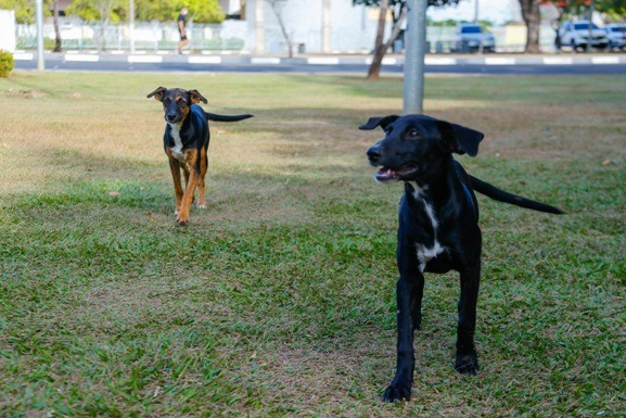 Causa animal e saúde pública são tema de audiência pública na ALE-RR nesta quinta-feira