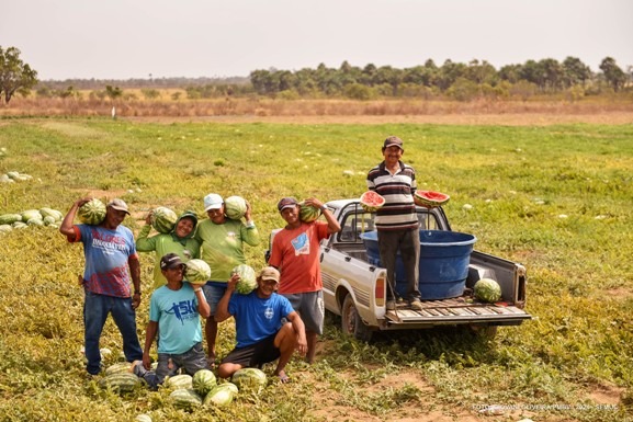 Irrigação Fotovoltáica: produtores indígenas do Truaru colhem cerca de duas toneladas e meia de melancia