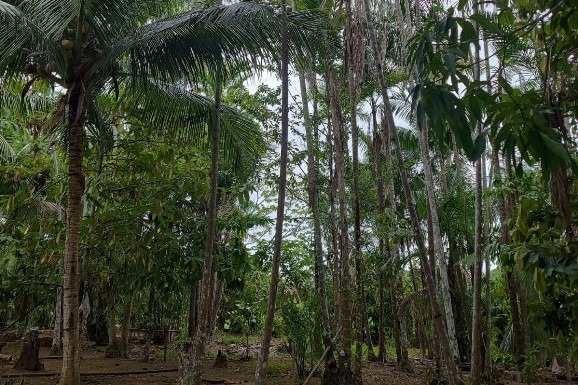 Agricultura familiar: Seadi articula programa estratégico de desenvolvimento da açaicultura em Roraima