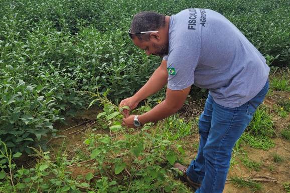 Caruru gigante: Governo de Roraima executa ação preventiva local contra planta invasora considerada praga no Brasil