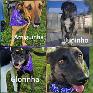 Nova Era promove primeira edição do “Arraial Pet” em Boa Vista