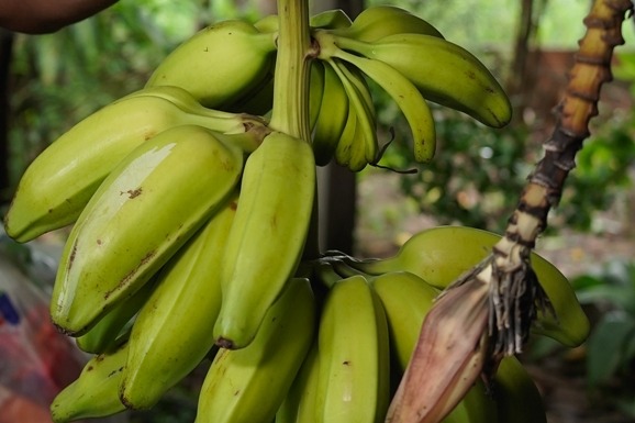 Projetos de lei aprovados na ALE-RR valorizam produtores rurais de Roraima