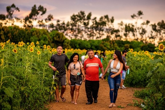 Símbolo da Maior Feira da Agricultura de Roraima, campo de girassóis atrai famílias para AgroBV