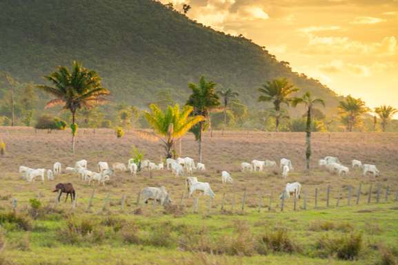 Praga da lagarta: Governo de Roraima apoia produtores rurais atingidos com recuperação de pastagens e aportes de crédito