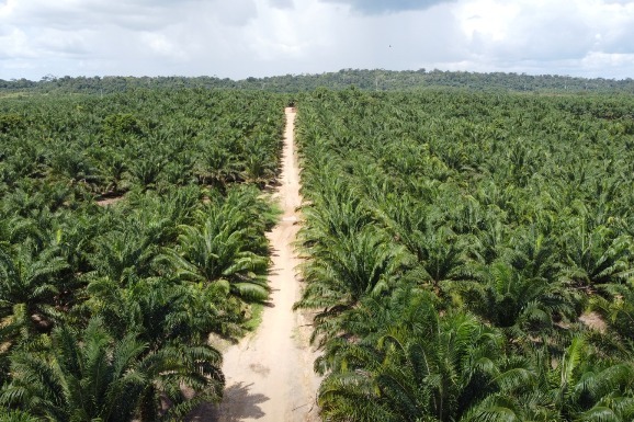 Recuperação de áreas degradadas é fundamental para o enfrentamento às mudanças climáticas