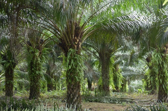 Dia da Amazônia: cultivo da palma de óleo mantém floresta em pé e recupera áreas degradadas da região