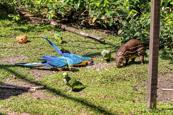 Bosque dos Papagaios: qualidade de vida dos animais melhora em dias livres no parque ambiental