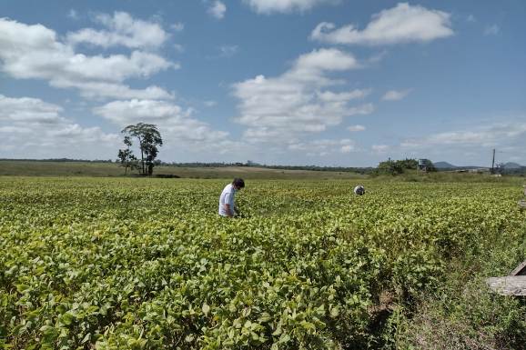 Soja: vazio sanitário em Roraima começa no dia 19 de dezembro